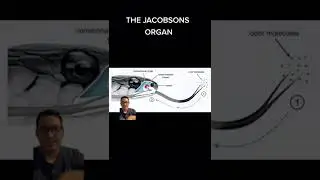 What is the Jacobsons organ??? #jacobsensorgan #snake #reptile #nature