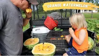 THE SWEETEST WATERMELON YOU'VE EVER HAD!