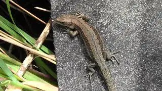 A common lizard basking in the sun 28th May 2021