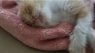 My Cat and I: Little Moments of Love