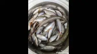 local fishing kerala