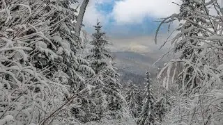 Сказочный лес  Изюбриной горы