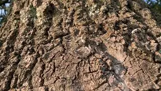 Colony of Carpenter Ants Found in an Old Tree