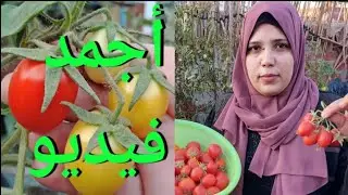 أجمد فيديو عن الطماطم