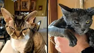 Funniest Cats and Dogs Clips 2025 😹🐶 | Try Not To Laugh Challenge 😂 #funnycats #funnydogs