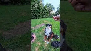 Мы встретили прекрасного бернского зенненхунда во время прогулки в парке! #бернскаягорнаясобака #...