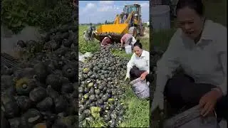 pumpkin harvest  #ruralharvest  #harvesting #pumpkin  #freshproduce