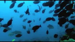 Spearfishing  Mozambique