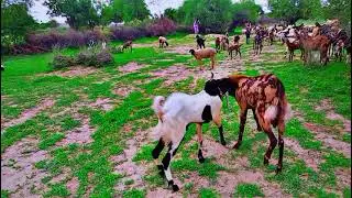 Goat Fight Showdown: Two Rams Battle for Dominance.#animals #animalshorts