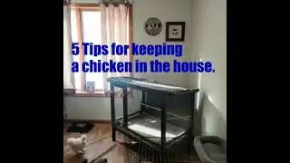 Tips for keeping a chicken in your house.