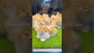 Persian kittens in Pakistan with home delivery/Cats wholesale market in Pakistan #cat #kitten #pets