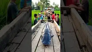 Legendary Giant River Catfish Finally Captured by Locals! #GiantCatfish #RiverLegend #FishCapture