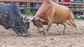 Bull Vs Lion #animalfacts #educationalfacts #batengetokatenge