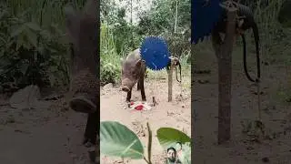 #pig #fishing #animaltrap #animals #survivaljungletrap #wildlife #food #installtrap #installtool