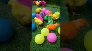 Color Full Cute Chicks Enjoy Color's Balls