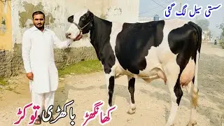 Alhamd Dairy Farm | Khanger Friesian Cholistani Cross Cows | Top Quality Dairy Cows 2025 🐄