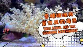 麥穗珊瑚與愛兜風的海燕(Tree Coral and the Cruising Asterinidae)｜海水缸紀錄#aquarium #saltwateraquarium  #coral