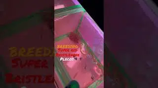 Super red pleco breeding for profit