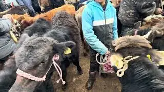 Өзгөн бир жаш букалар баалары😩