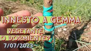 Innesto a Luglio Gemma Vegetante o Dormiente? (7/07/2023)