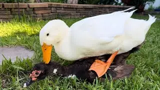 Duck Mating Between Muscovy and Pikin | Amazing Ducks Life