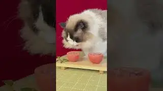 How to cook tomato and Raw meat for cat?