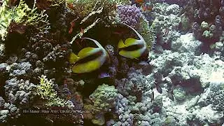 Red Sea Bannerfish
