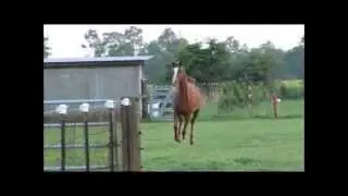 Arabian Horse Nova Runs With Quarter Horse Sammy