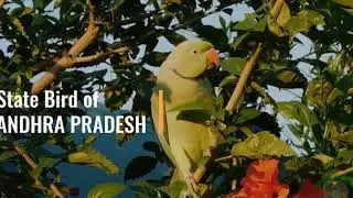 Ring-necked parakeet - State Bird of Andhra Pradesh - Bird of the week