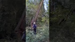 WA Land Clearing-Expert Falling Skills!