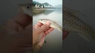 Random Act of Kindness by Shakir shikari #fishing #simlydam #fish #goldenmahseer #act