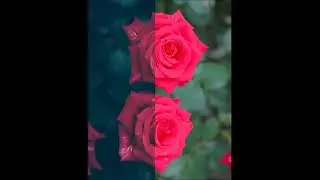 ll rose flower editing🥀🥀🥀📸 #editing #rose #roseedit #subscribe #short like comment and subscribe