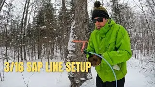 SETTING UP 3:16 MAPLE SAP LINES FOR MAPLE SYRUP