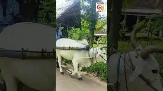 බර කරත්තය | bullock cart in sri lanka | karaththaya | bara bage | karaththa safari #travel_with