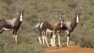 Western Cape Game Introduction