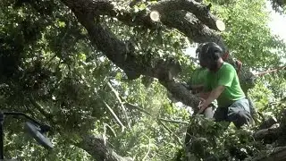 Tree trimming experts explain the dangers in removing debris yourself