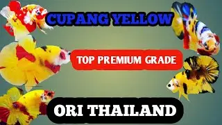 CUPANG YELLOW ORI THAILAND