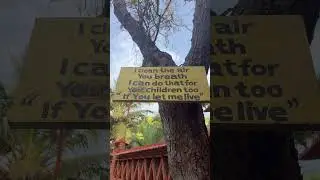 Let these trees live as nests of the birds are also there #keralatourism #growtrees #treeplantation