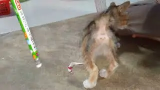 Cute baby cat playing so happy 😁