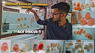 Super Quality Discus fish for sale at ACE Discus