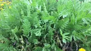 Abonos verdes perennes en el bosque de alimentos de sur