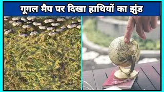 गूगल मैप पर दिखा हाथियों का झुंड || Elephant group found on Google Maps || #shorts