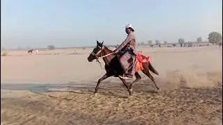 New pacer filly rider ustad bakhtiyar#balochihorses #sindhihorses #pakistan #singlefooter #