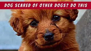 Don't Let Your Dog's Fear of Other Dogs RUIN Their Life!