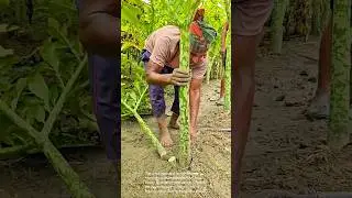 Harvesting Olitorius: A Farmer's Skillful Technique