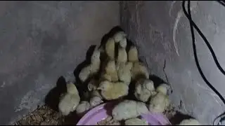 &eacute;levage poussin 1 jour petit moyen
