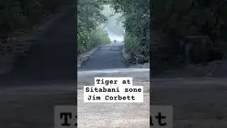 Tiger at Sitabani zone Jim Corbett National park,#jimcorbett #safari #explore  #sitabani #tiger