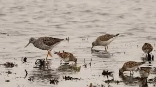 Virtual Birding - Yellowlegs and more