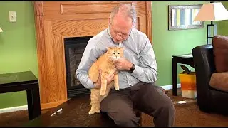 Durvet Product Training | How To Vaccinate a Cat At Home