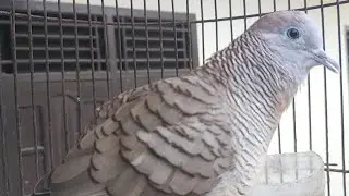 SUARA PANGGILAN PERKUTUT LOKAL AMPUH BUAT PANCINGAN BUNYI